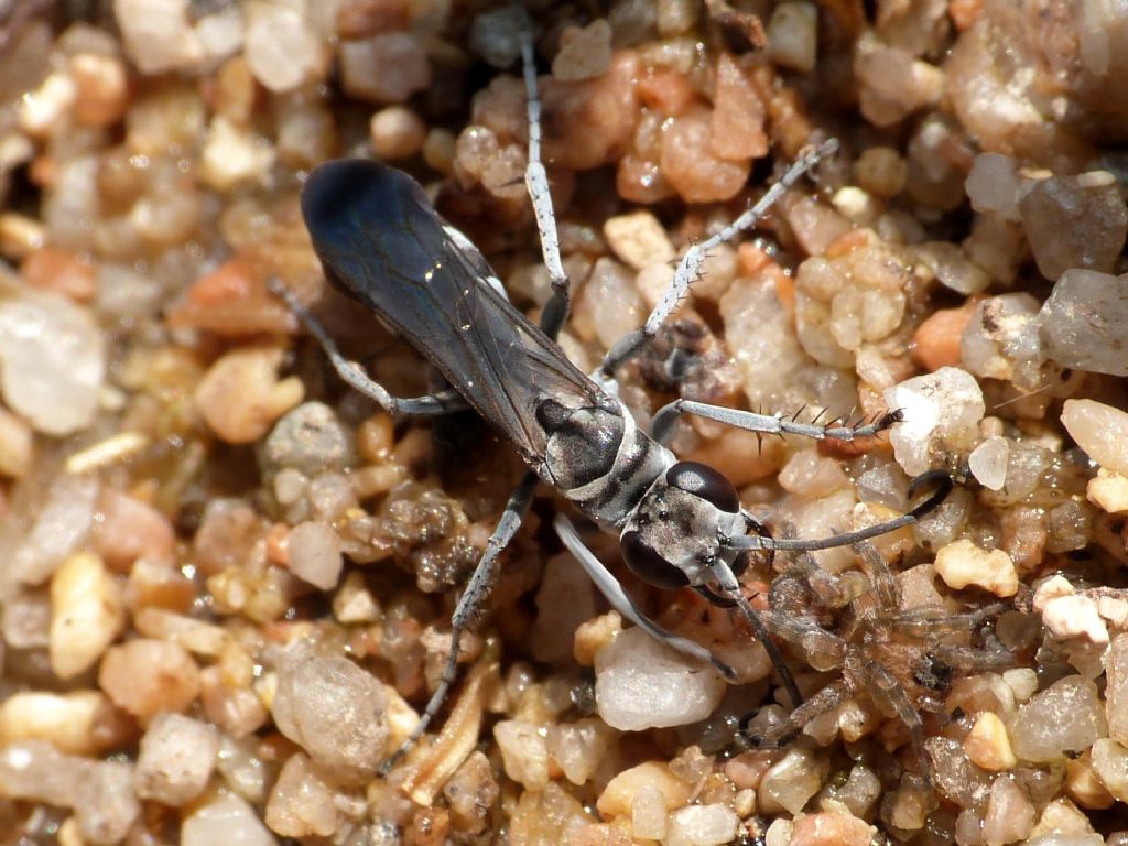 Imenottero cacciatore della spiaggia (Pompilidae)